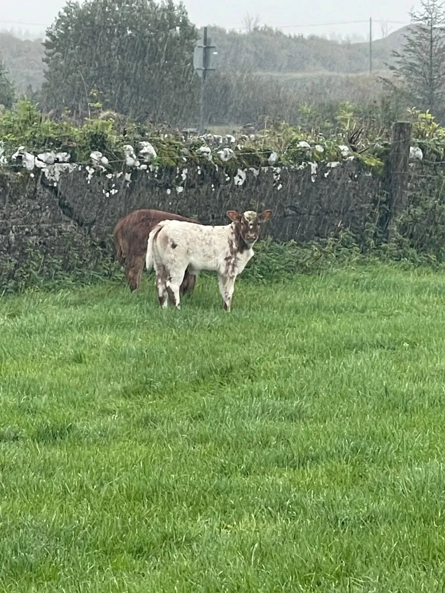 Foster calf - Image 1