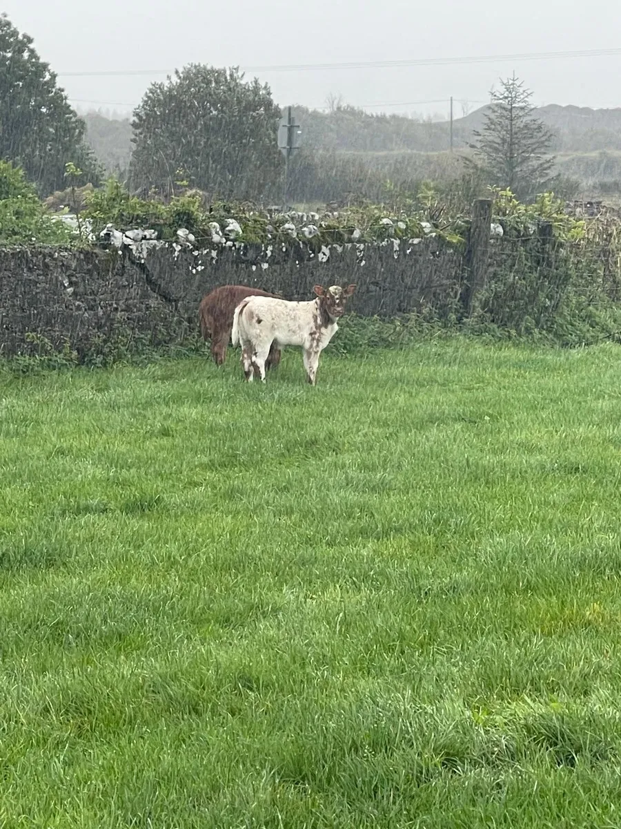 Foster calf - Image 2