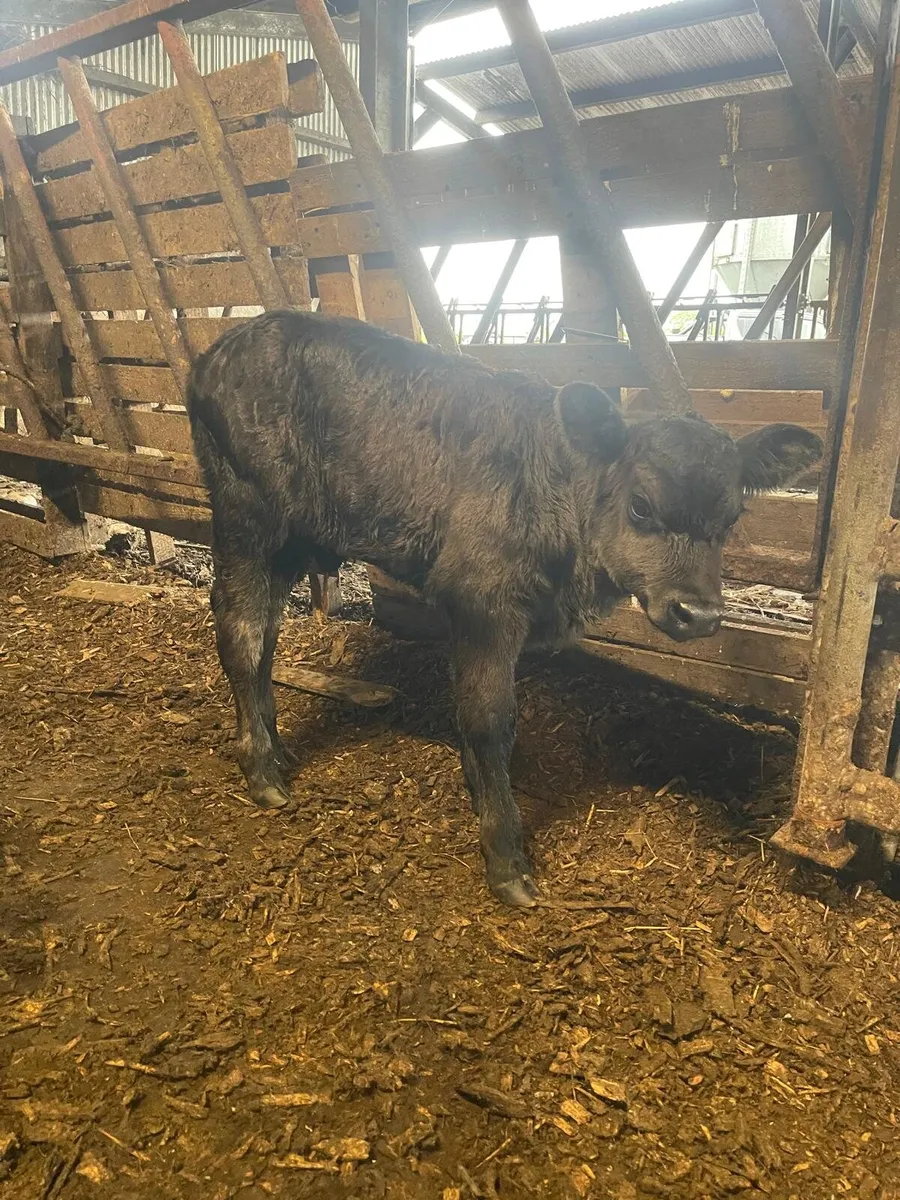 Foster calf - Image 3