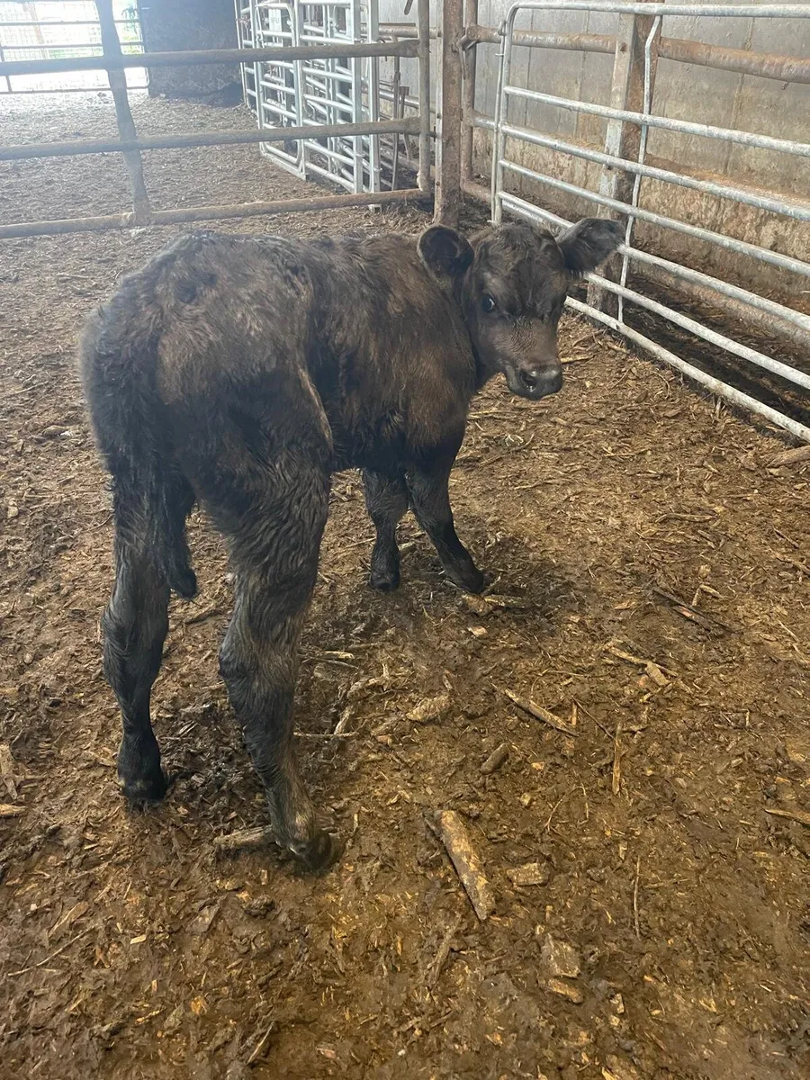 Foster calf - Image 4