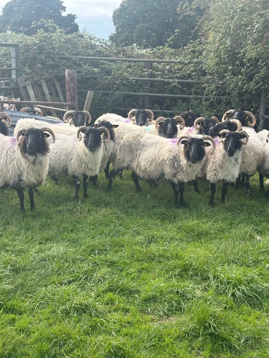 Mountain ewes - Image 1