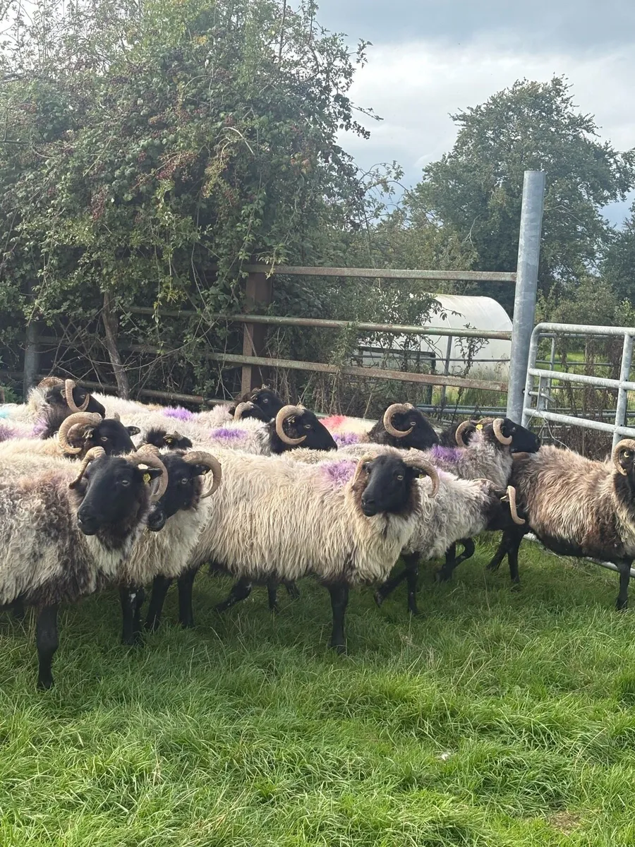 Mountain ewes - Image 2