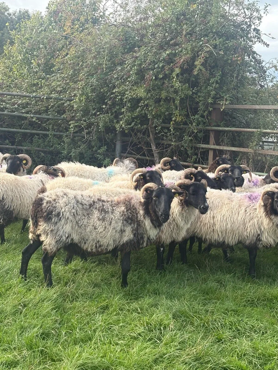 Mountain ewes - Image 3