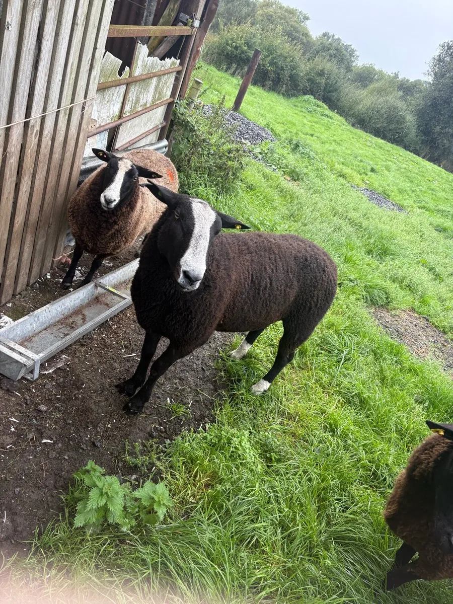 Pbr Zwarbtle ram - Image 1