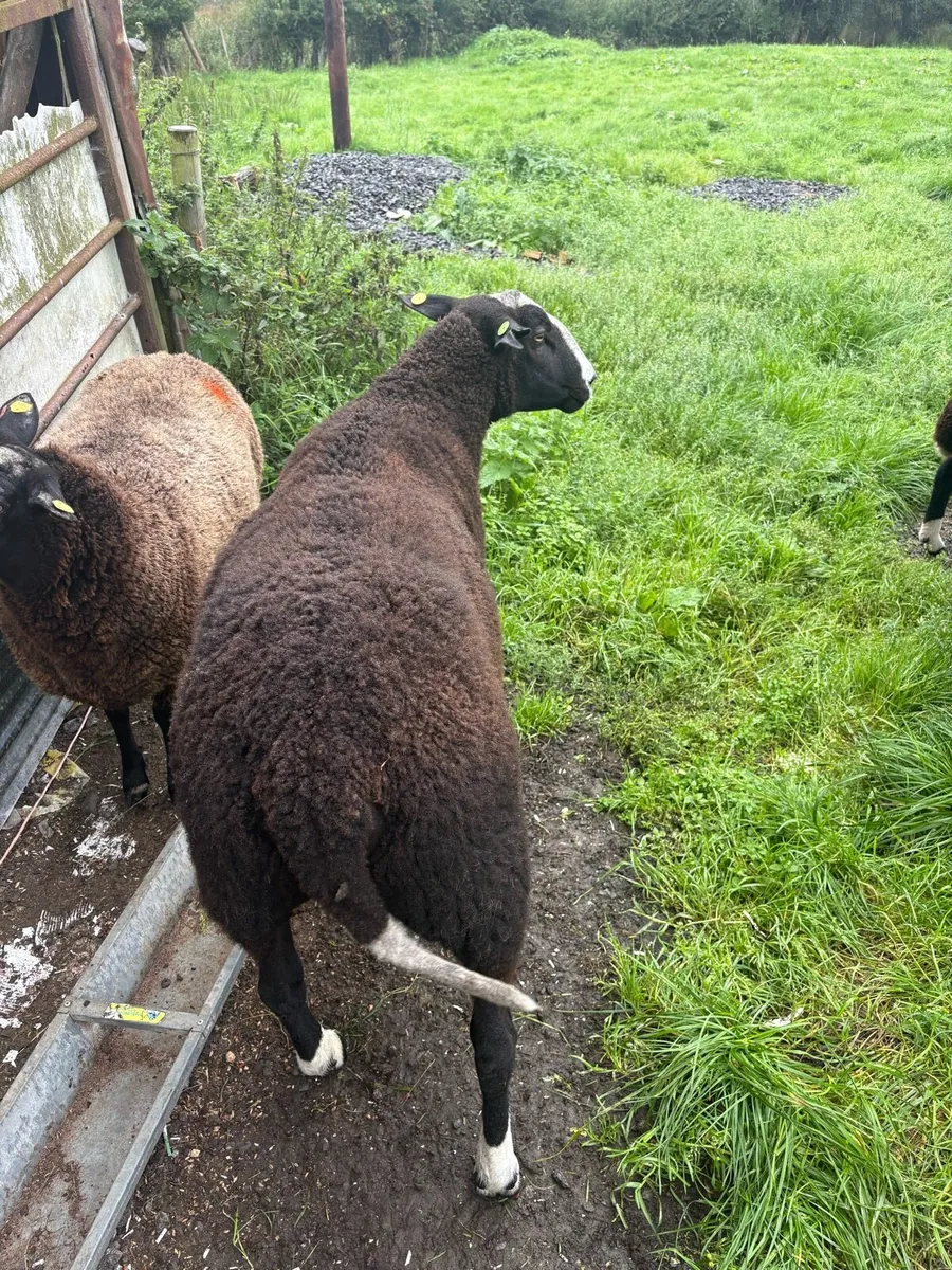 Pbr Zwarbtle ram - Image 3