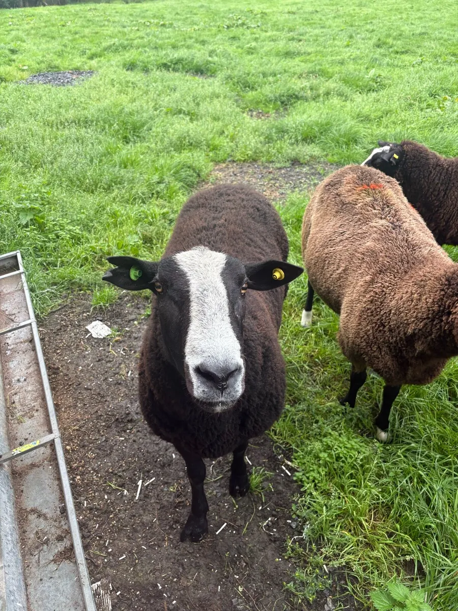 Pbr Zwarbtle ram - Image 2