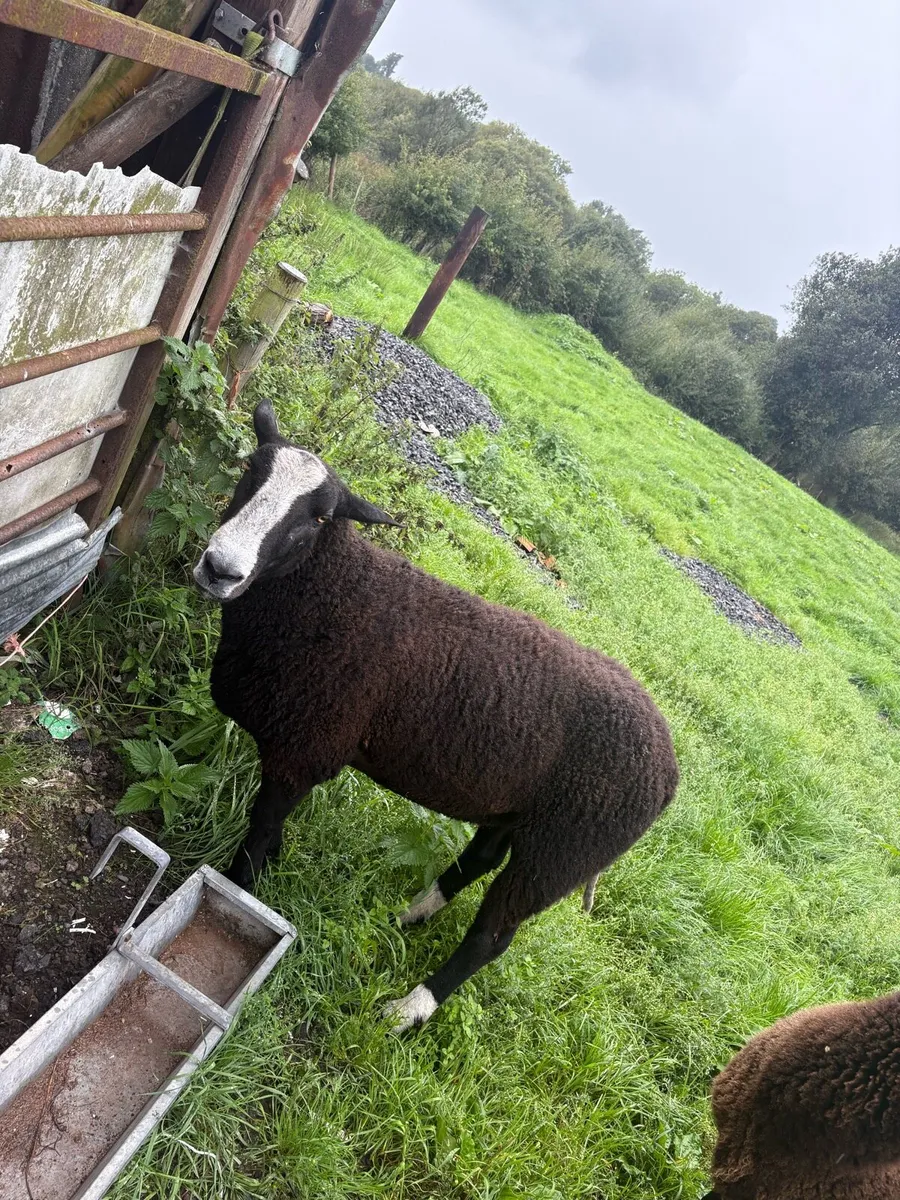 Pbr Zwarbtle ram - Image 4