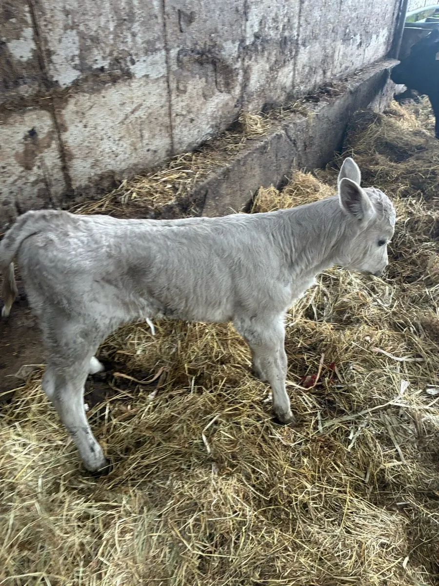 Calf to suck cow - Image 2