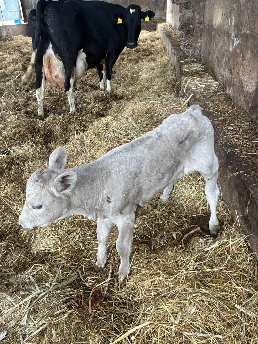 Calf to suck cow - Image 1