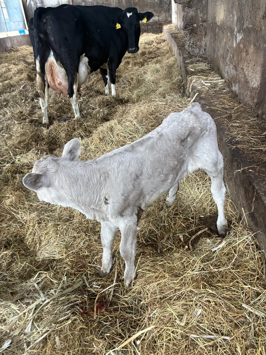 Calf to suck cow - Image 3