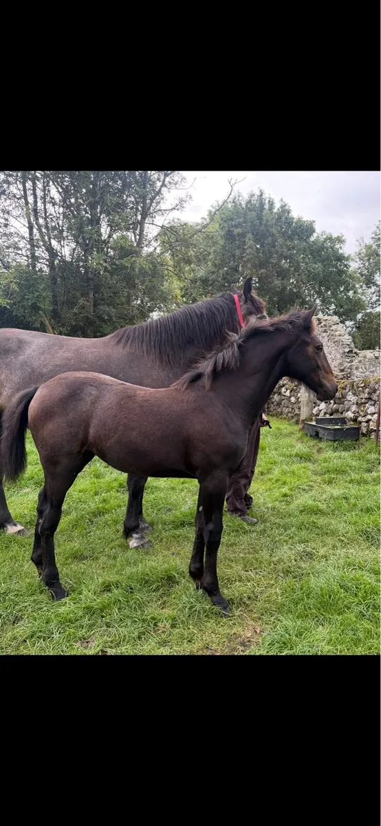 Irish draught filly foal - Image 3