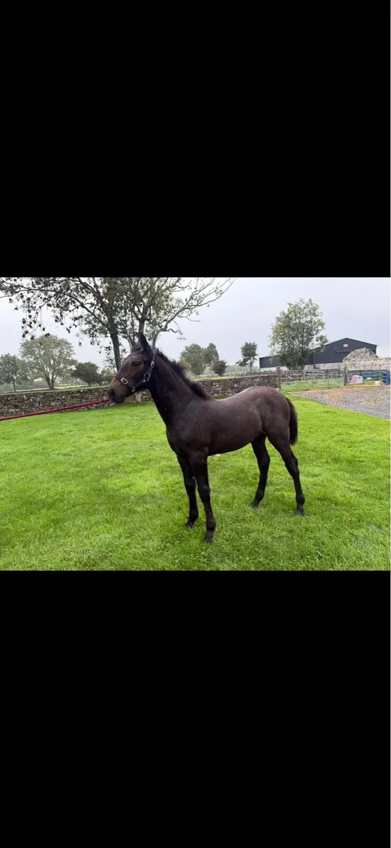 Irish draught filly foal - Image 4