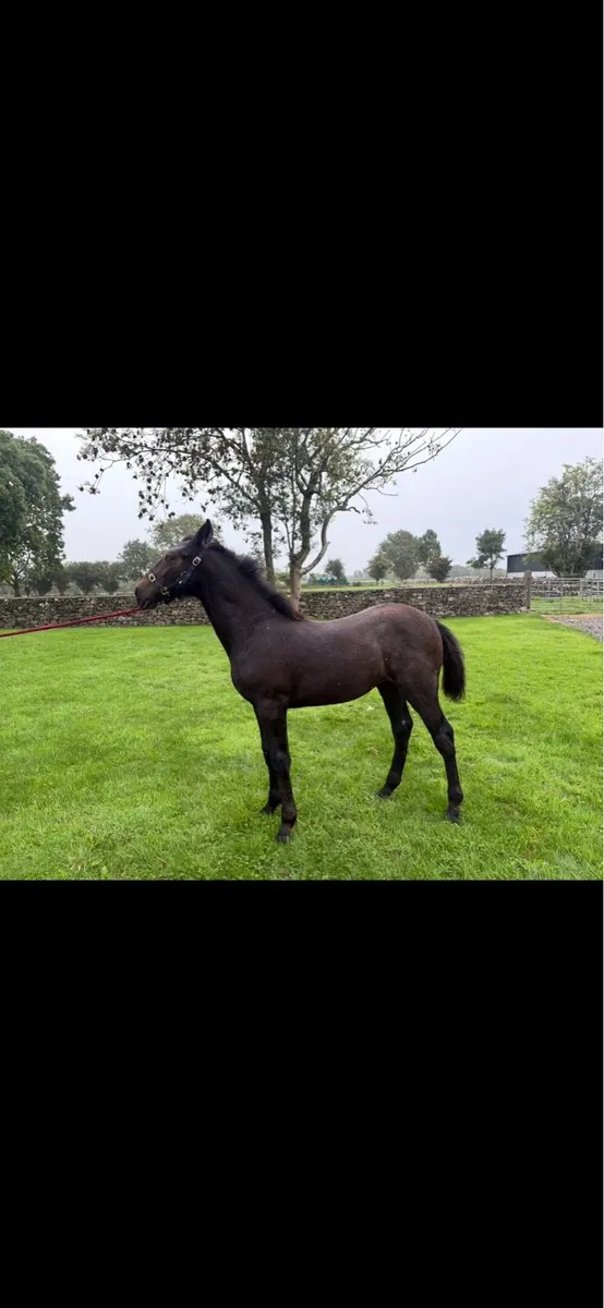Irish draught filly foal - Image 2