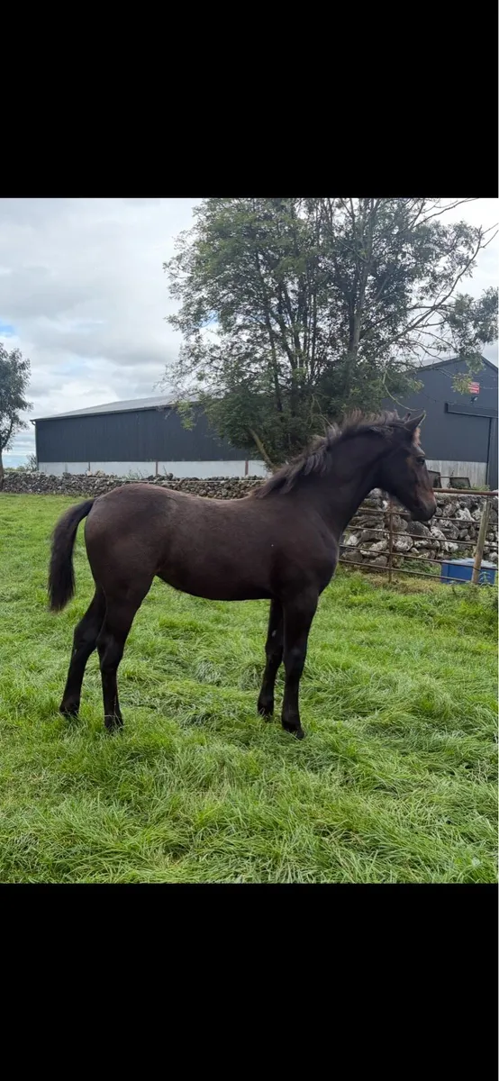 Irish draught filly foal - Image 1