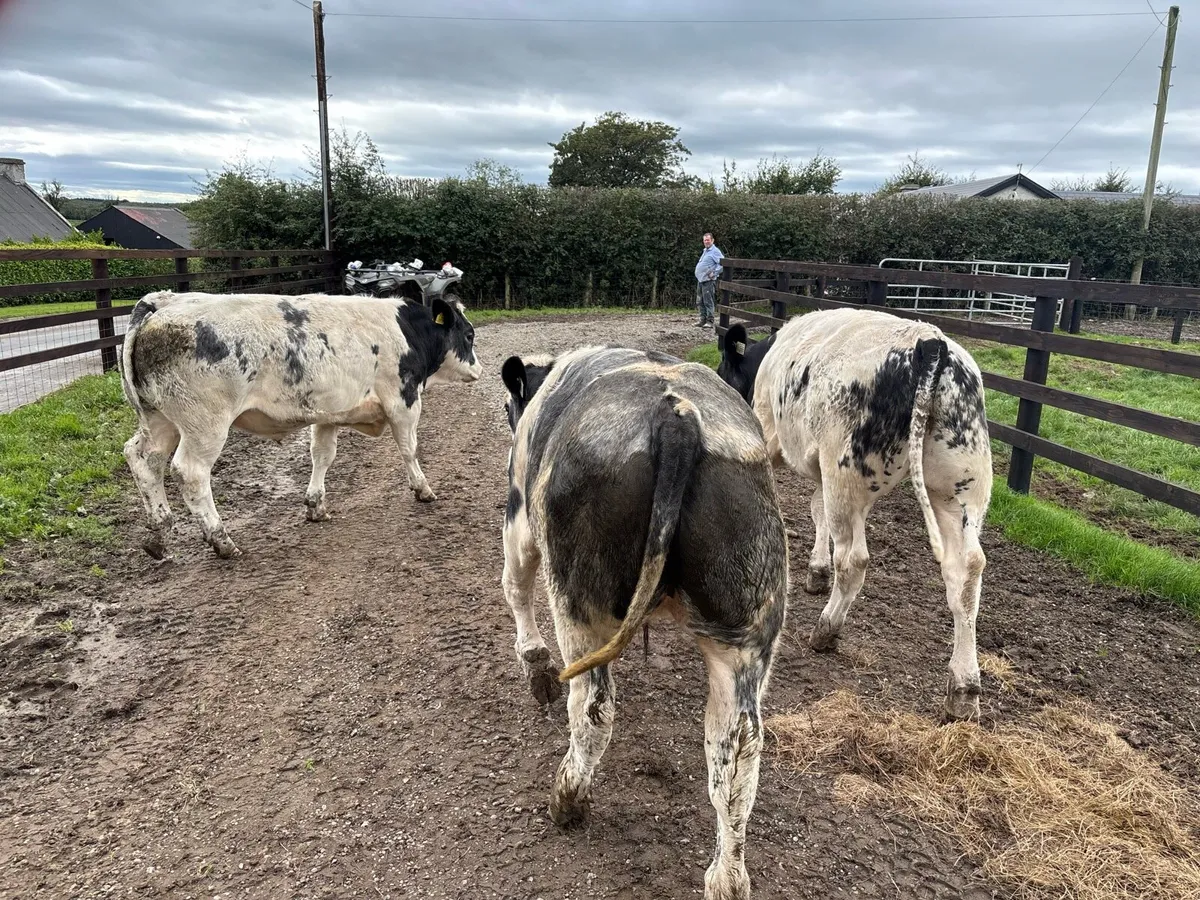 3 super u grade Belgian blue bullocks - Image 1