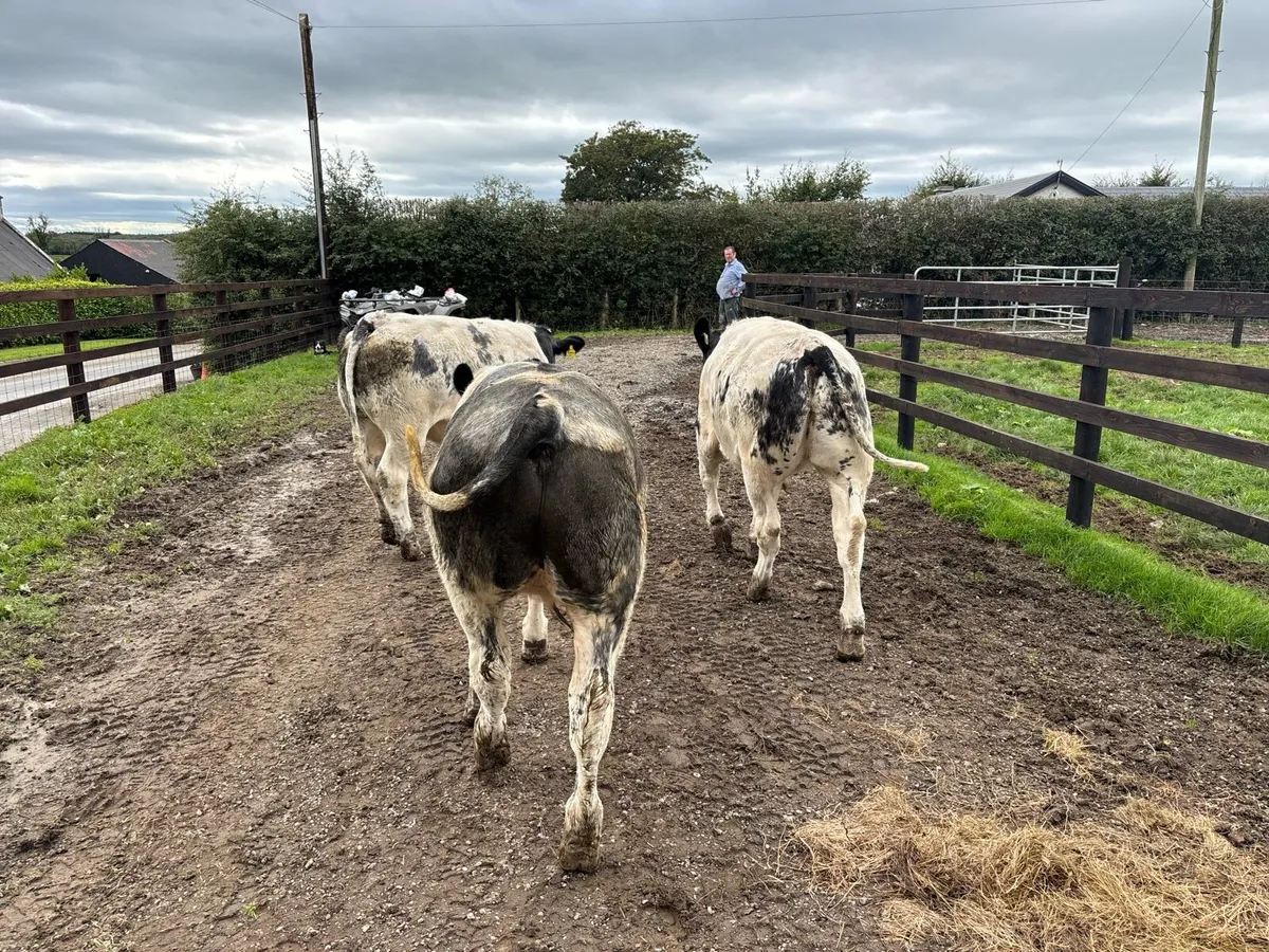 3 super u grade Belgian blue bullocks - Image 2