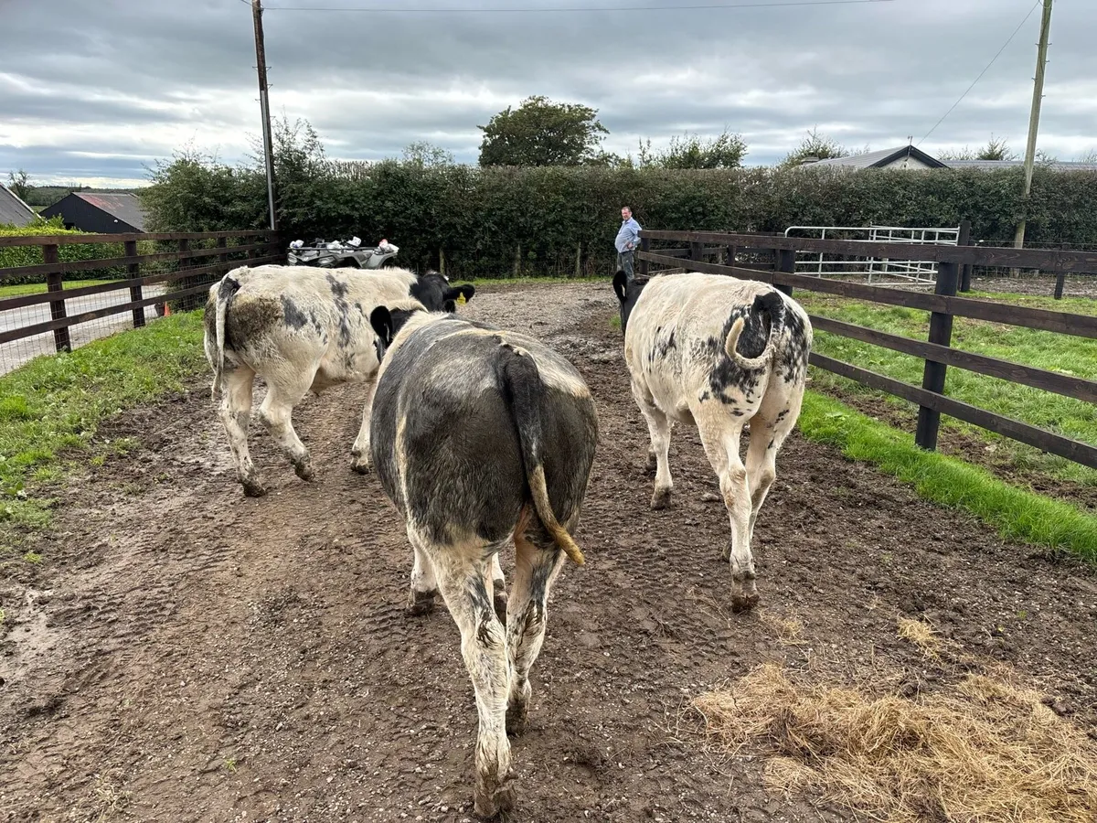 3 super u grade Belgian blue bullocks - Image 3