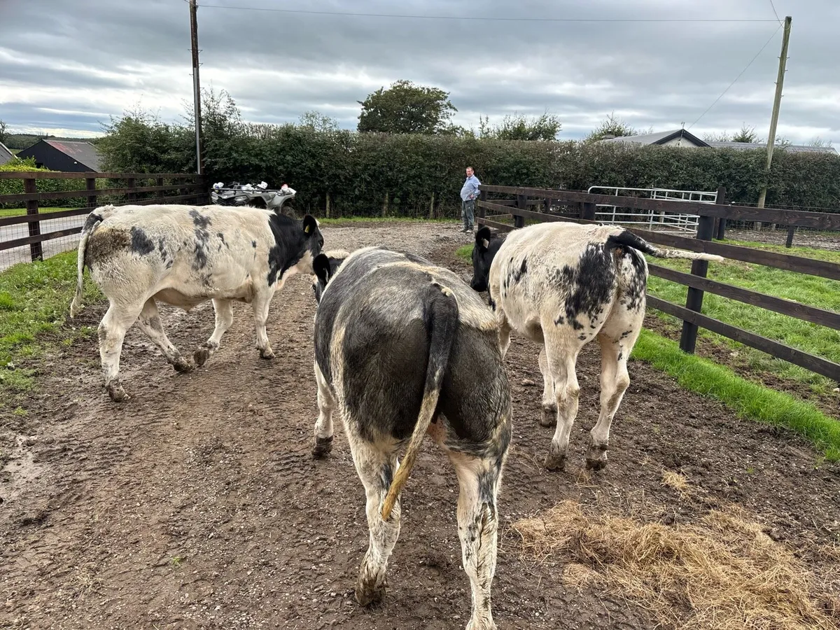 3 super u grade Belgian blue bullocks - Image 4