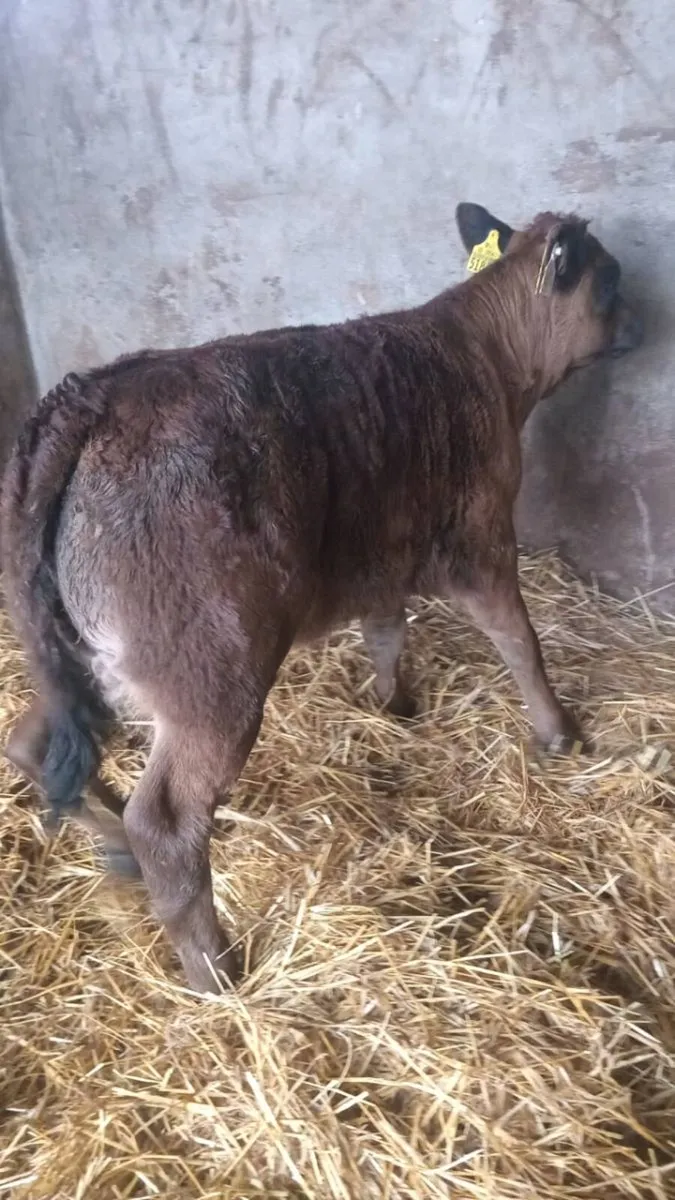 Two smashing super u grade heifers - Image 1