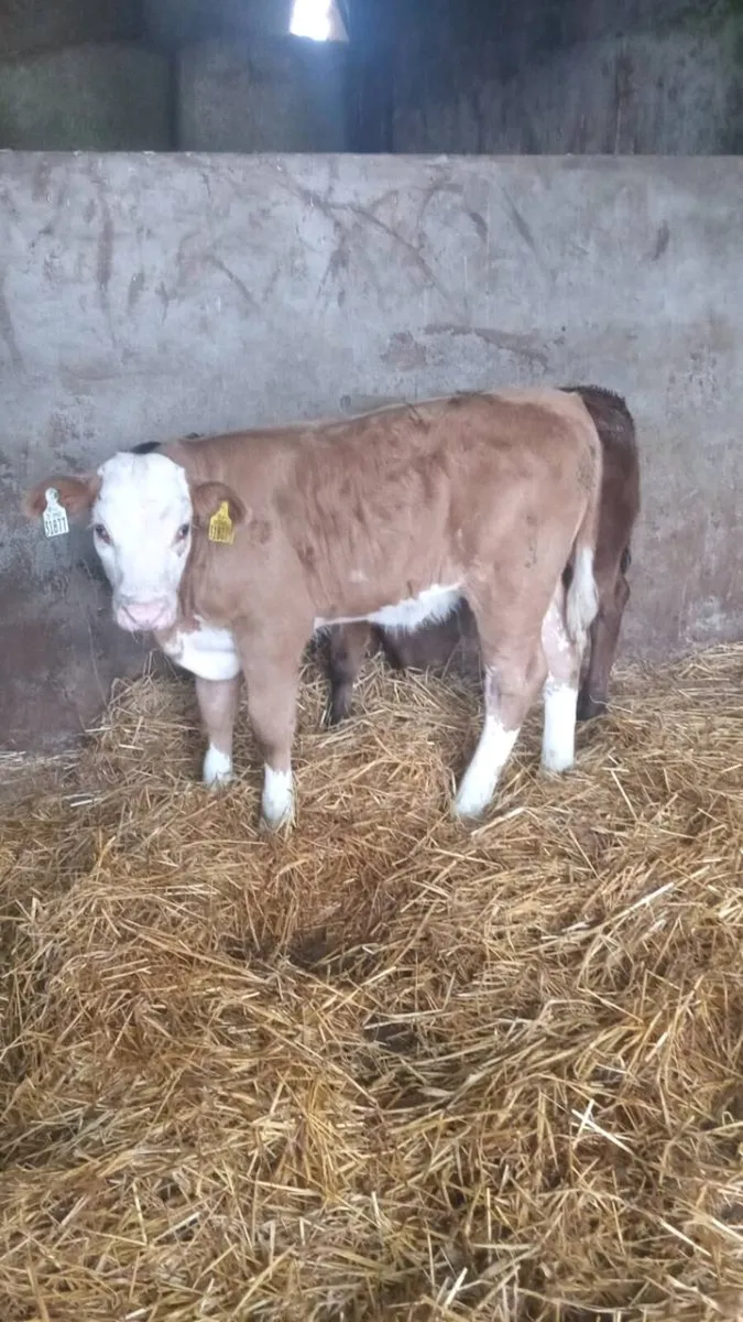 Two smashing super u grade heifers - Image 2