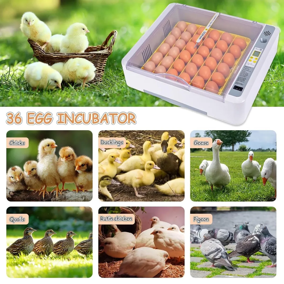 36 Egg Incubator Fully Automatic Bird Hatcher - Image 2