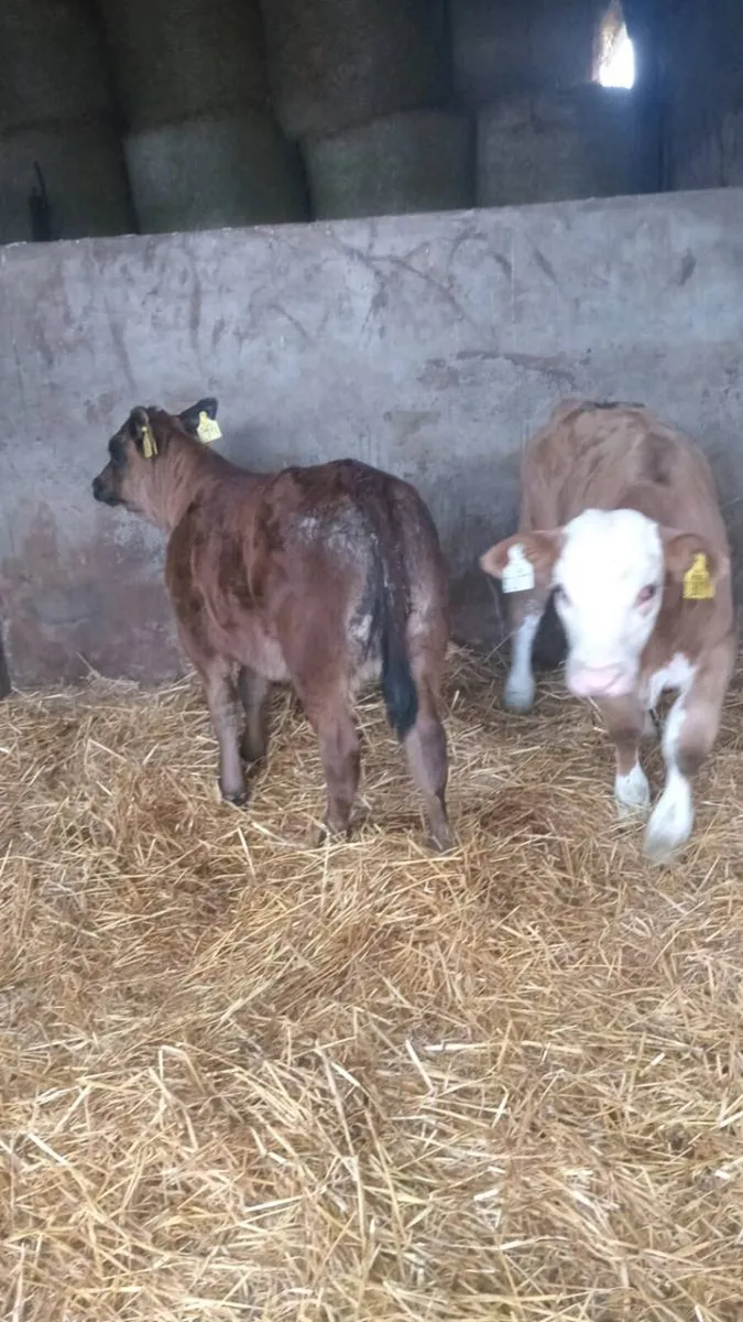 Two smashing super u grade heifers - Image 3