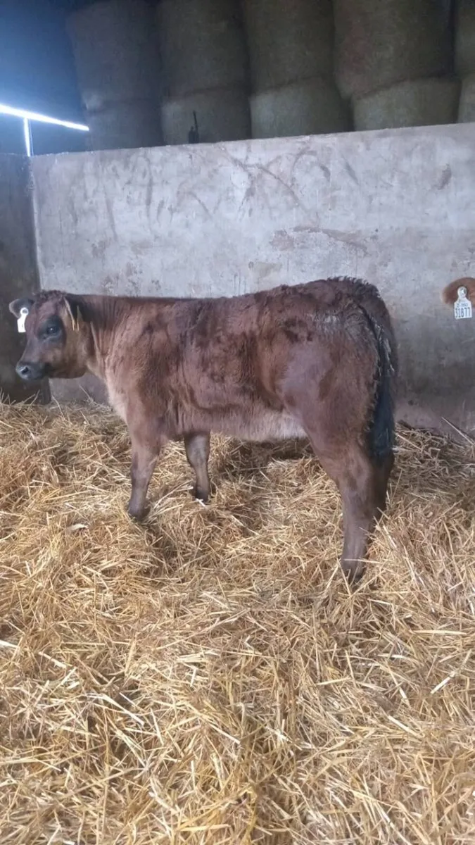 Two smashing super u grade heifers - Image 4