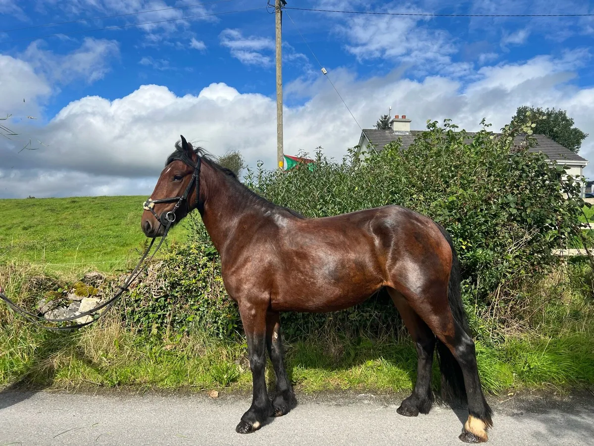 14hh pony - Image 1