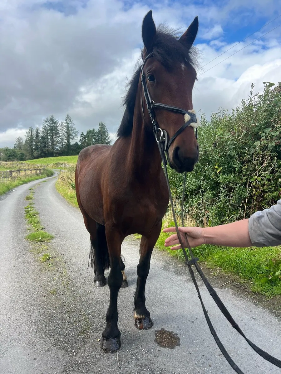 14hh pony - Image 3