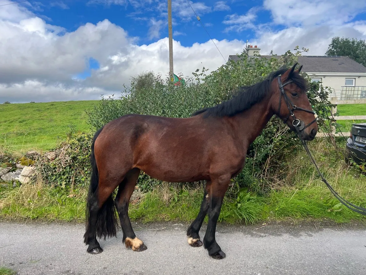14hh pony - Image 2
