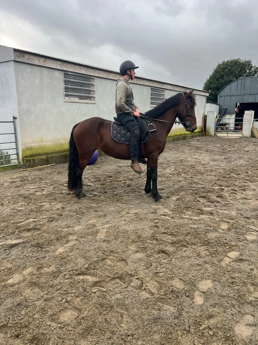 14hh pony - Image 4