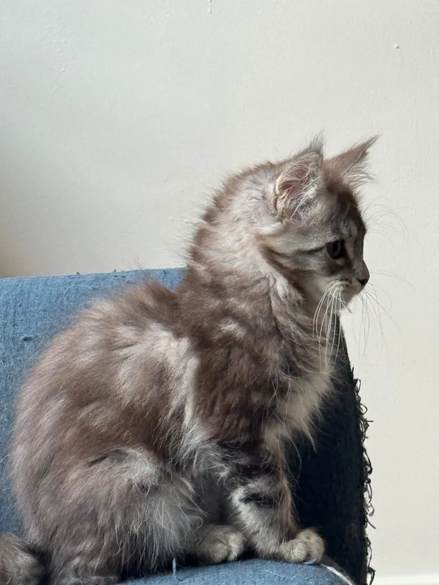 Maine coon - Image 1