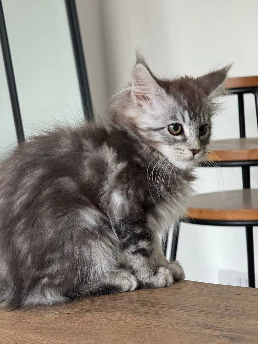 Maine coon - Image 2