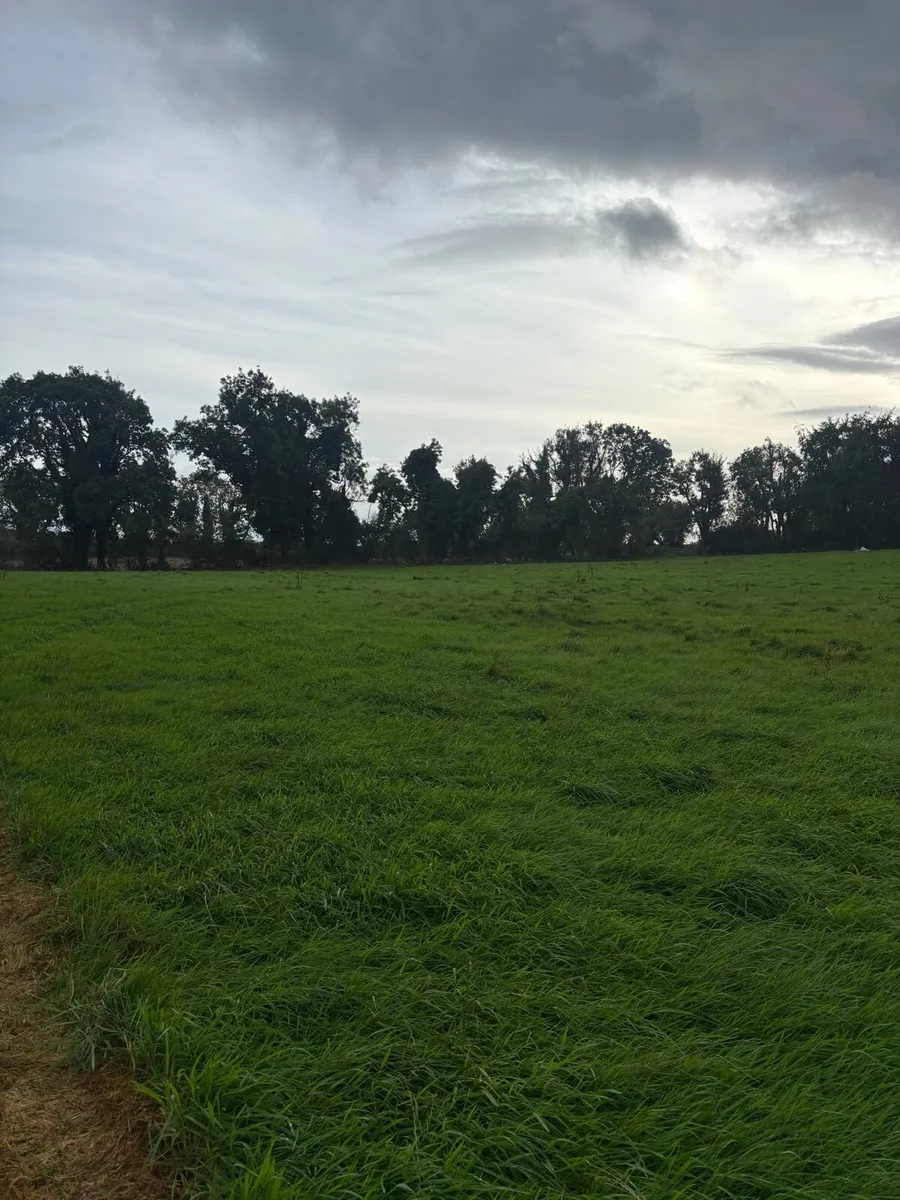 Second cut silage - Image 1