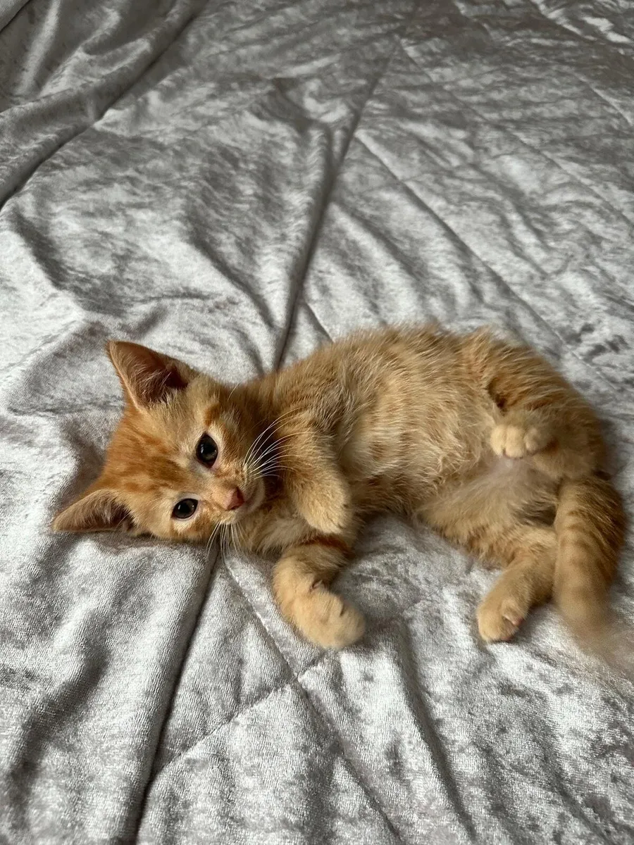 Ginger Kittens - Image 3