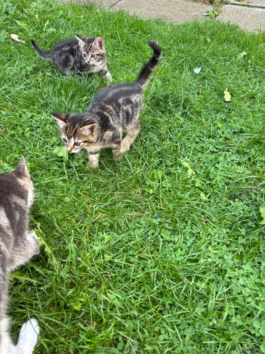 Kittens for Sale - Image 1