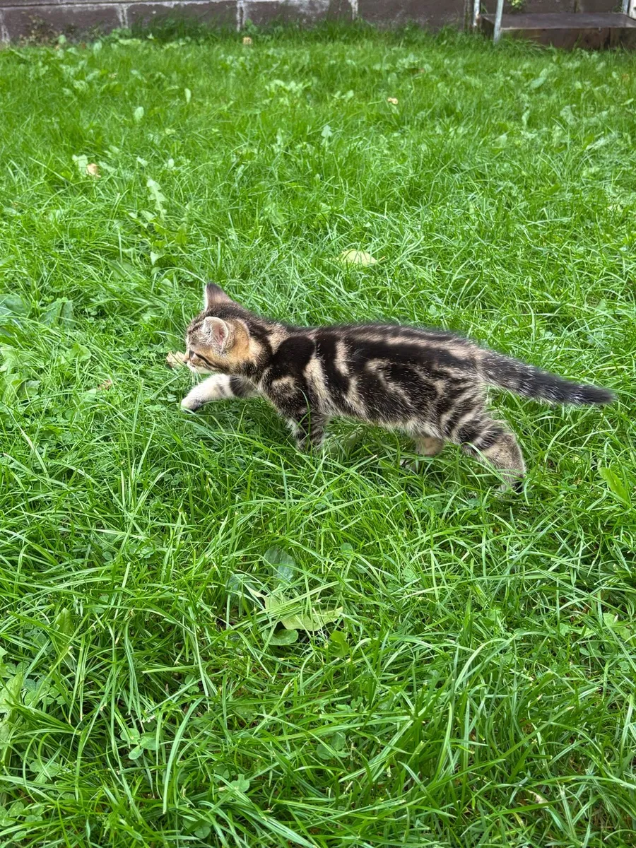 Kittens for Sale - Image 3
