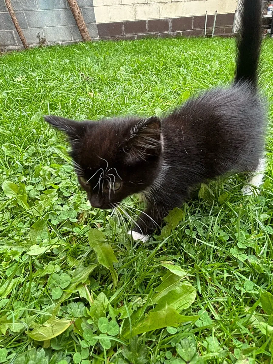 Kittens for Sale - Image 4