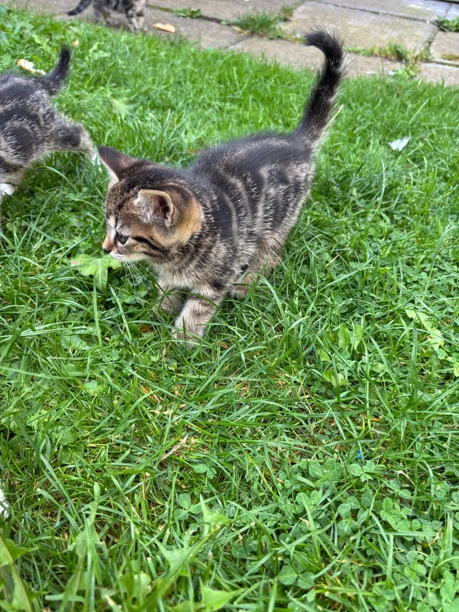 Kittens for Sale - Image 2