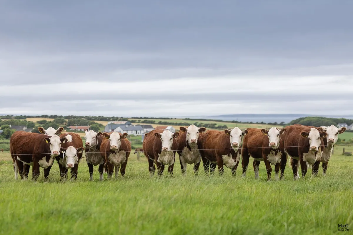 PEDIGREE POLLED HEREFORDS FOR SALE - Image 1