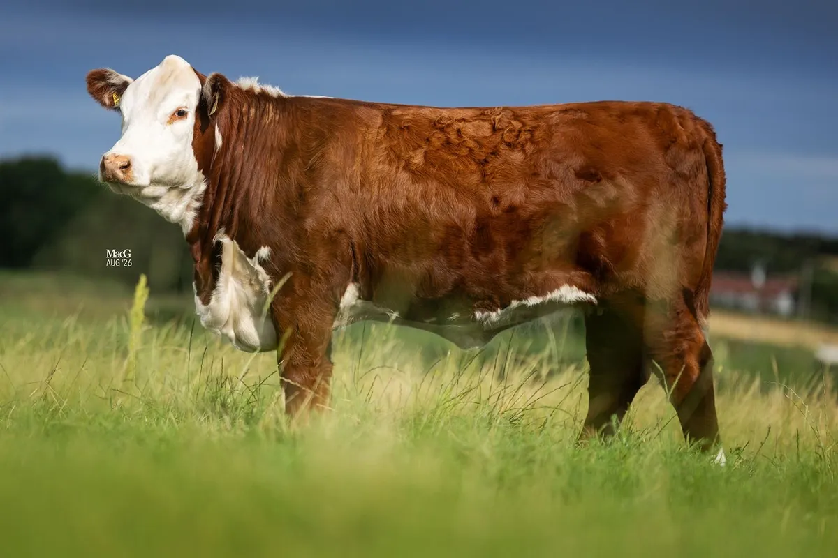 PEDIGREE POLLED HEREFORDS FOR SALE - Image 3