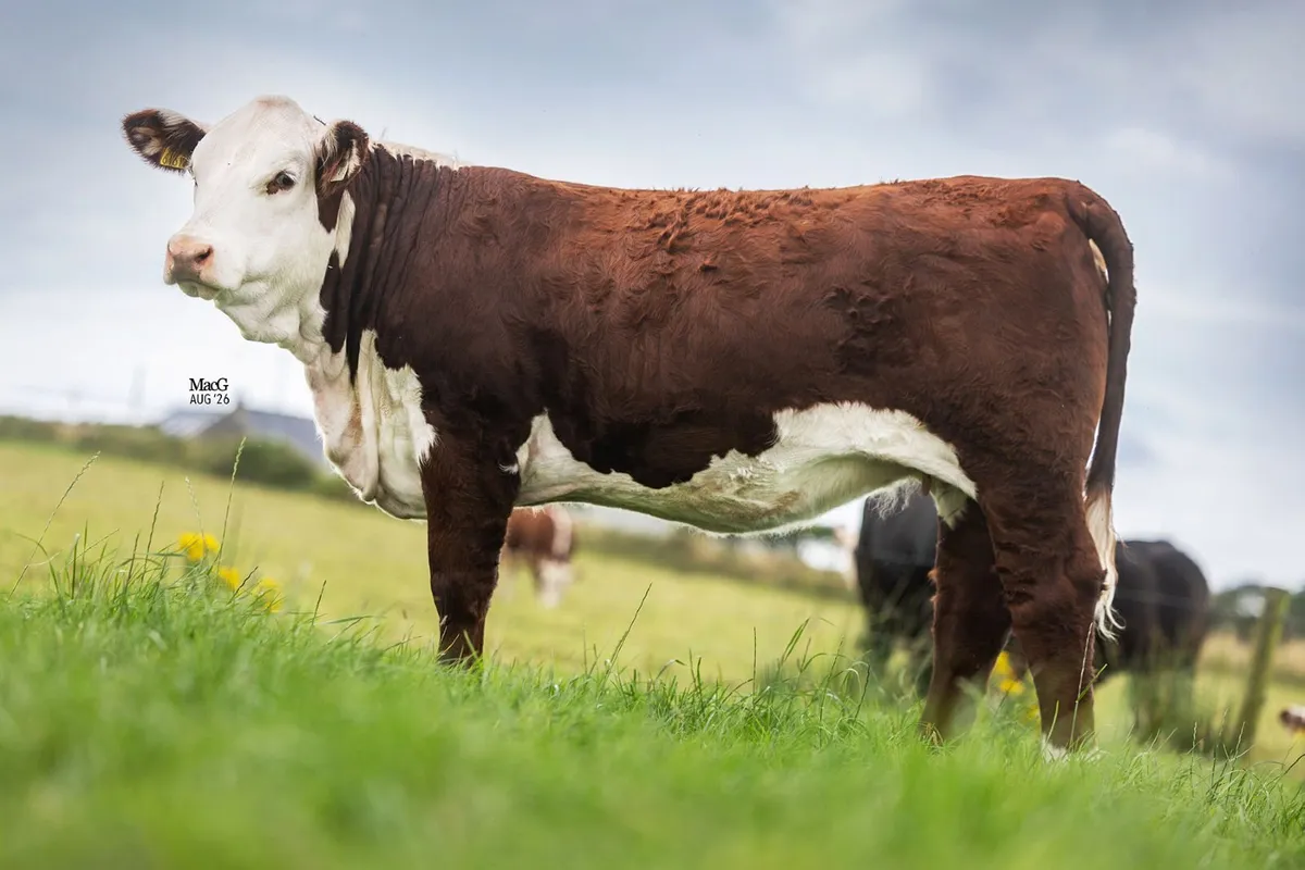 PEDIGREE POLLED HEREFORDS FOR SALE - Image 4