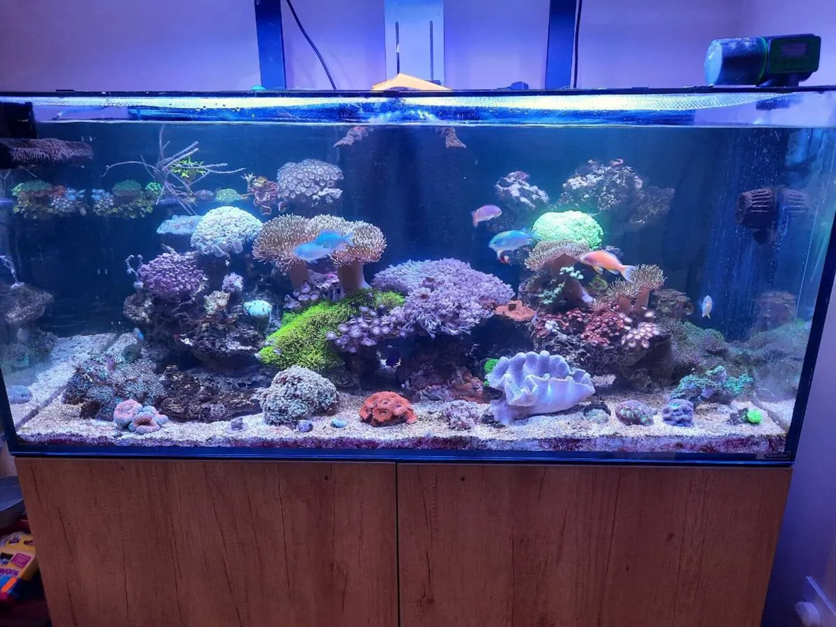 Marine - Image 1