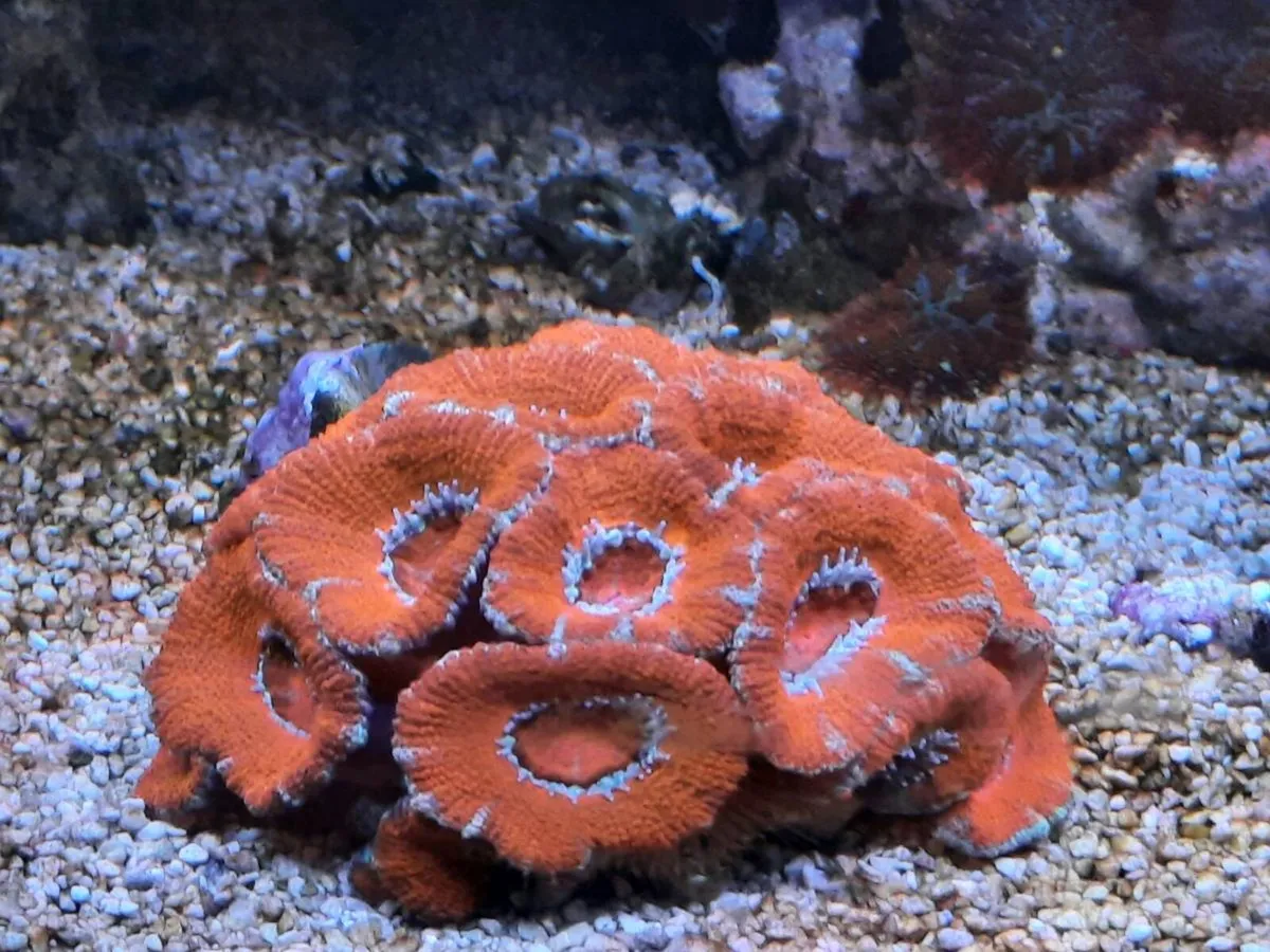 Marine - Image 4