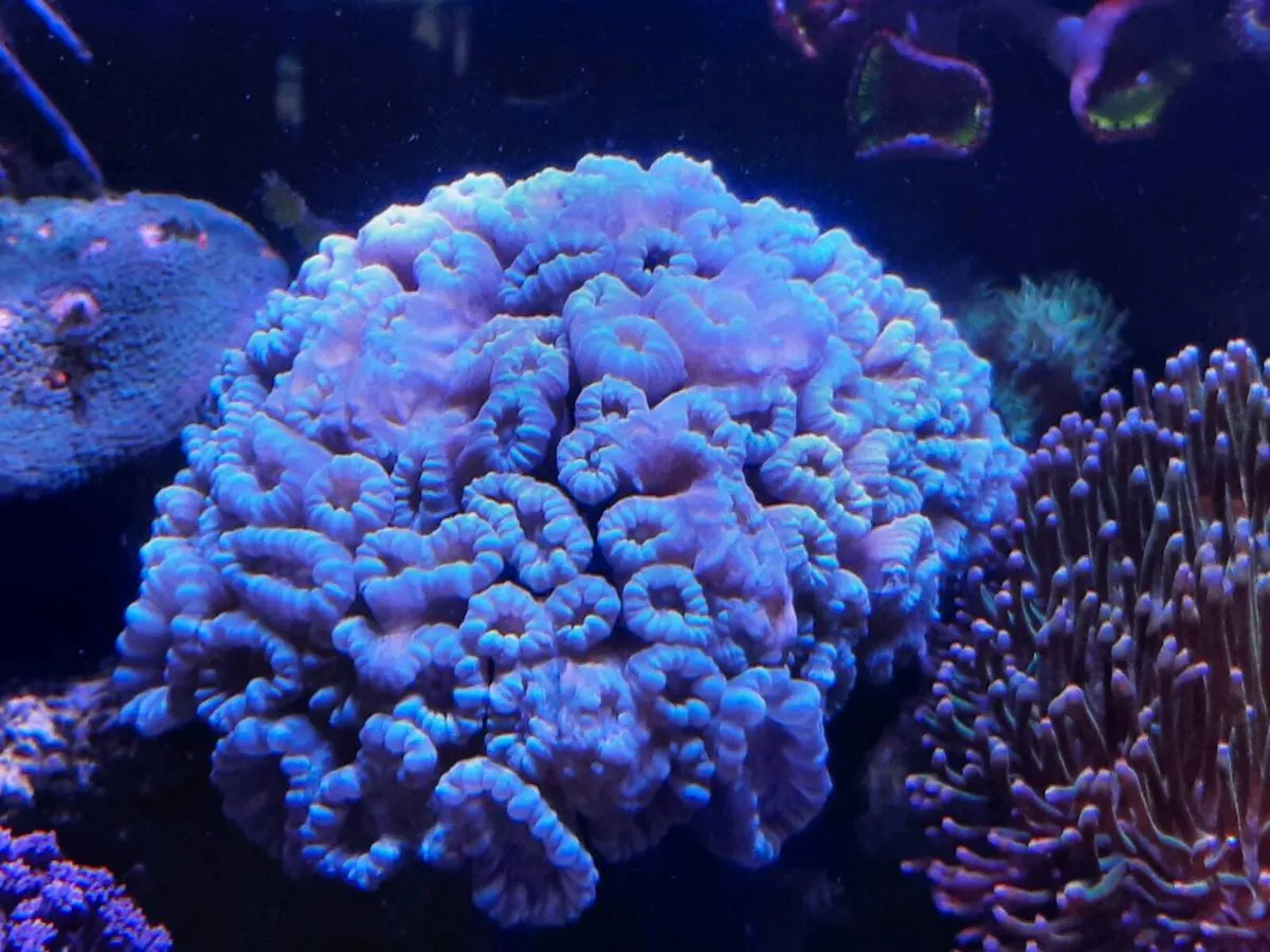 Marine - Image 2