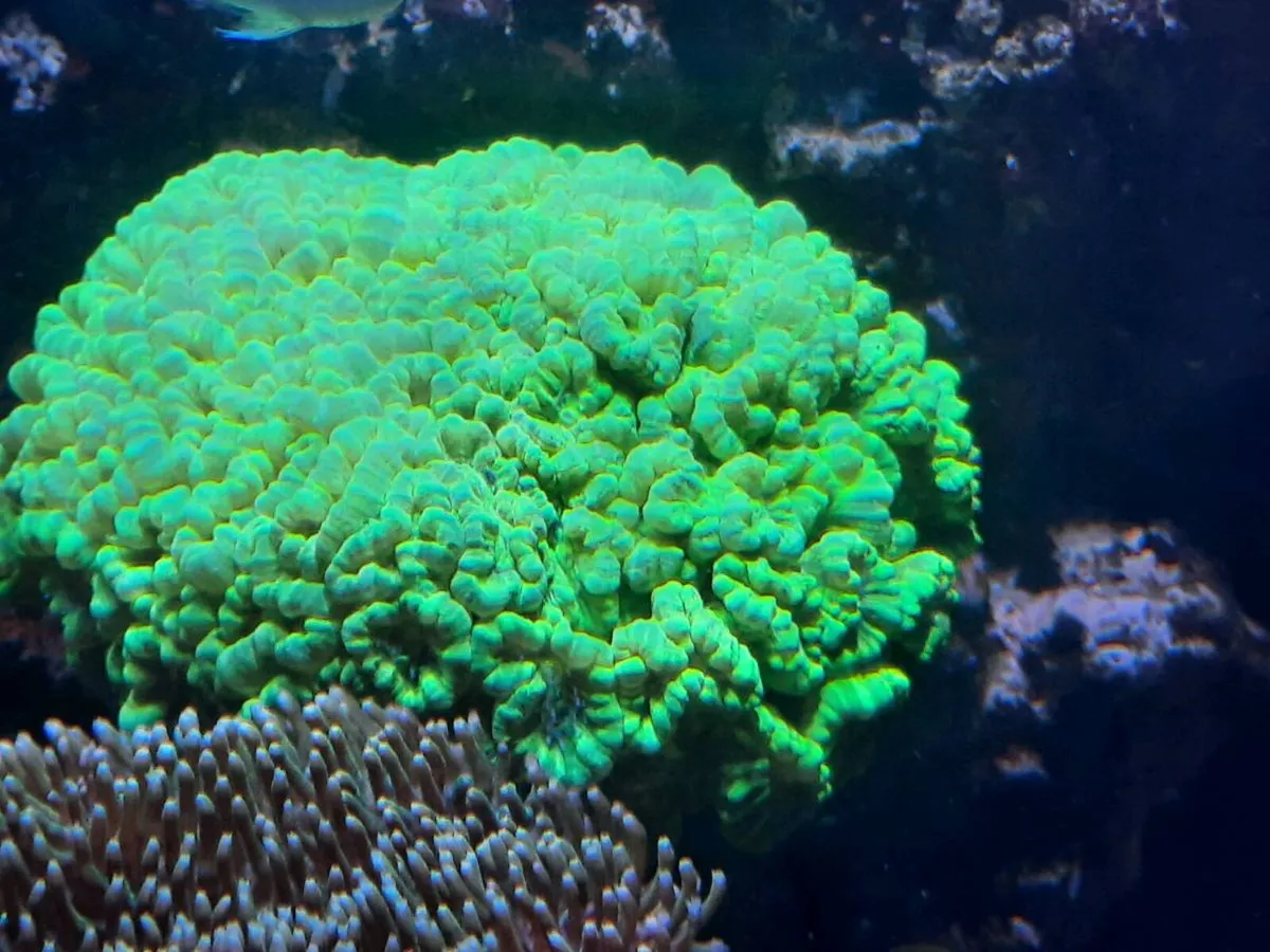 Marine - Image 3