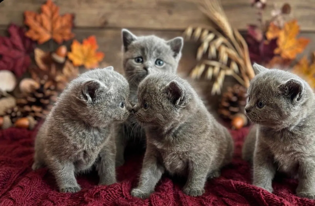 Blue British Shorthair - Image 1