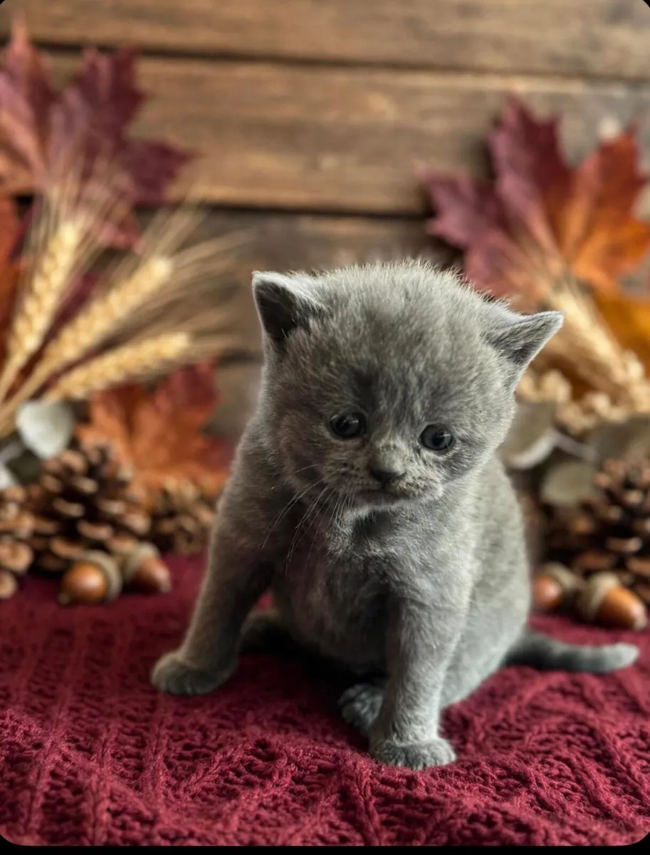 Blue British Shorthair - Image 2