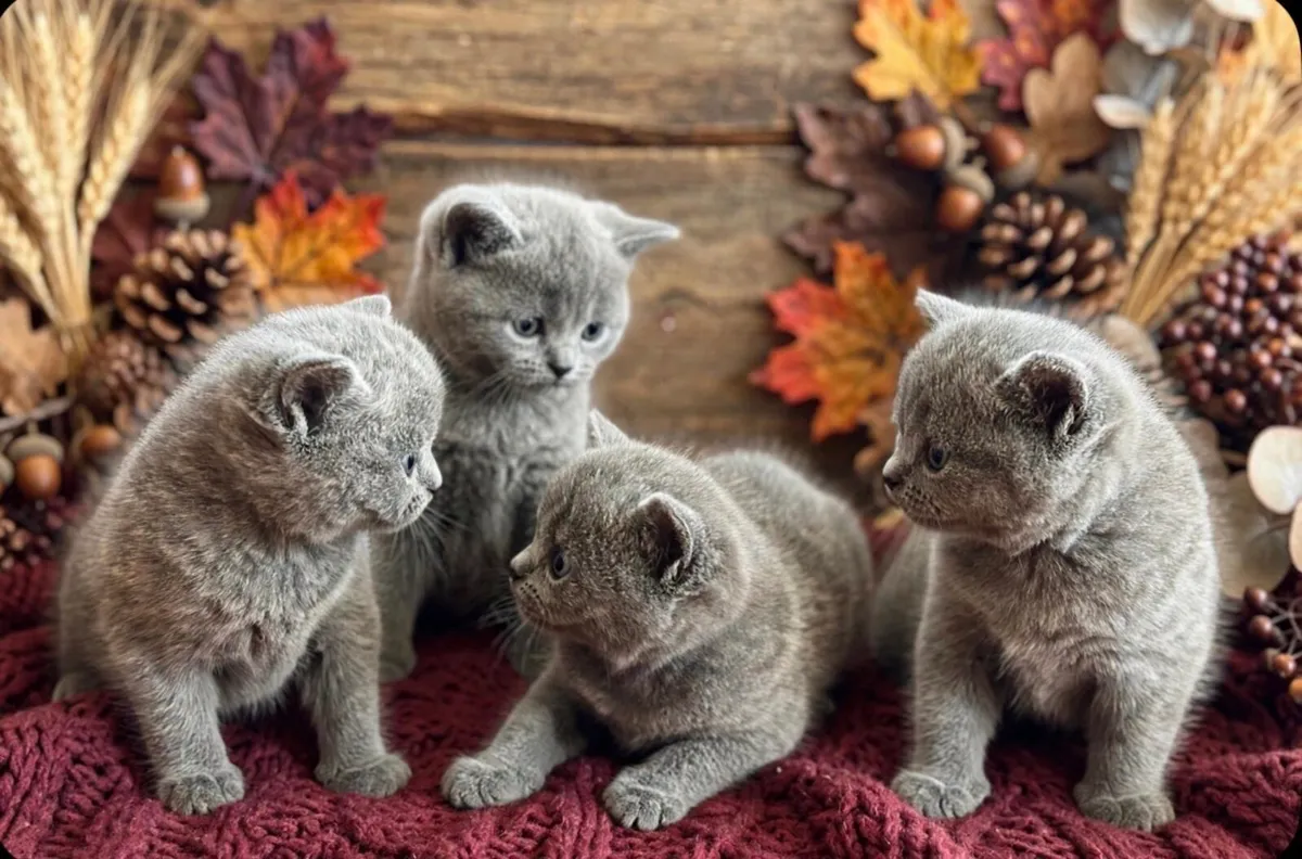 Blue British Shorthair - Image 4