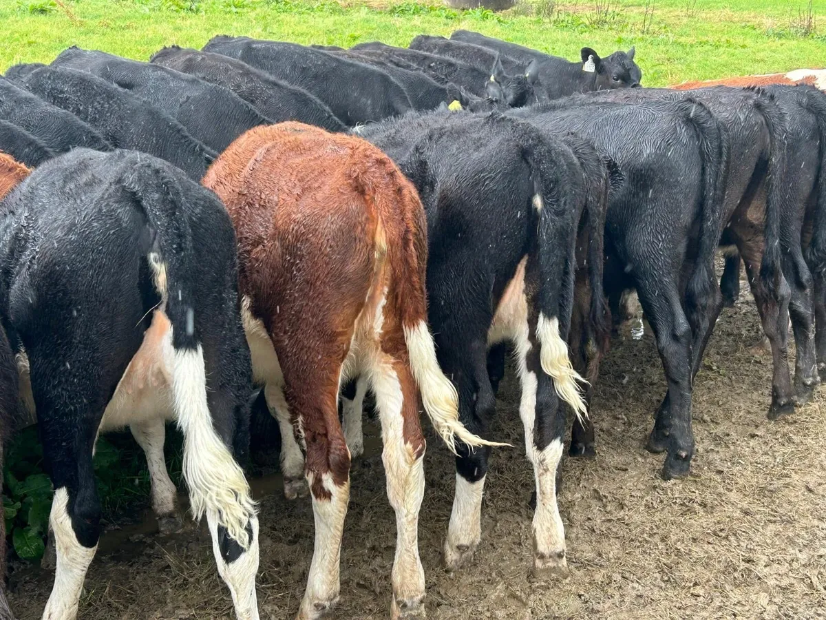 AA and HE heifers born Feb 2026 - Image 2